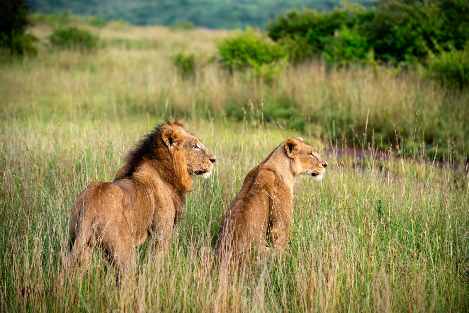 4 DAYS MASAI MARA AND NAKURU Private SAFARI