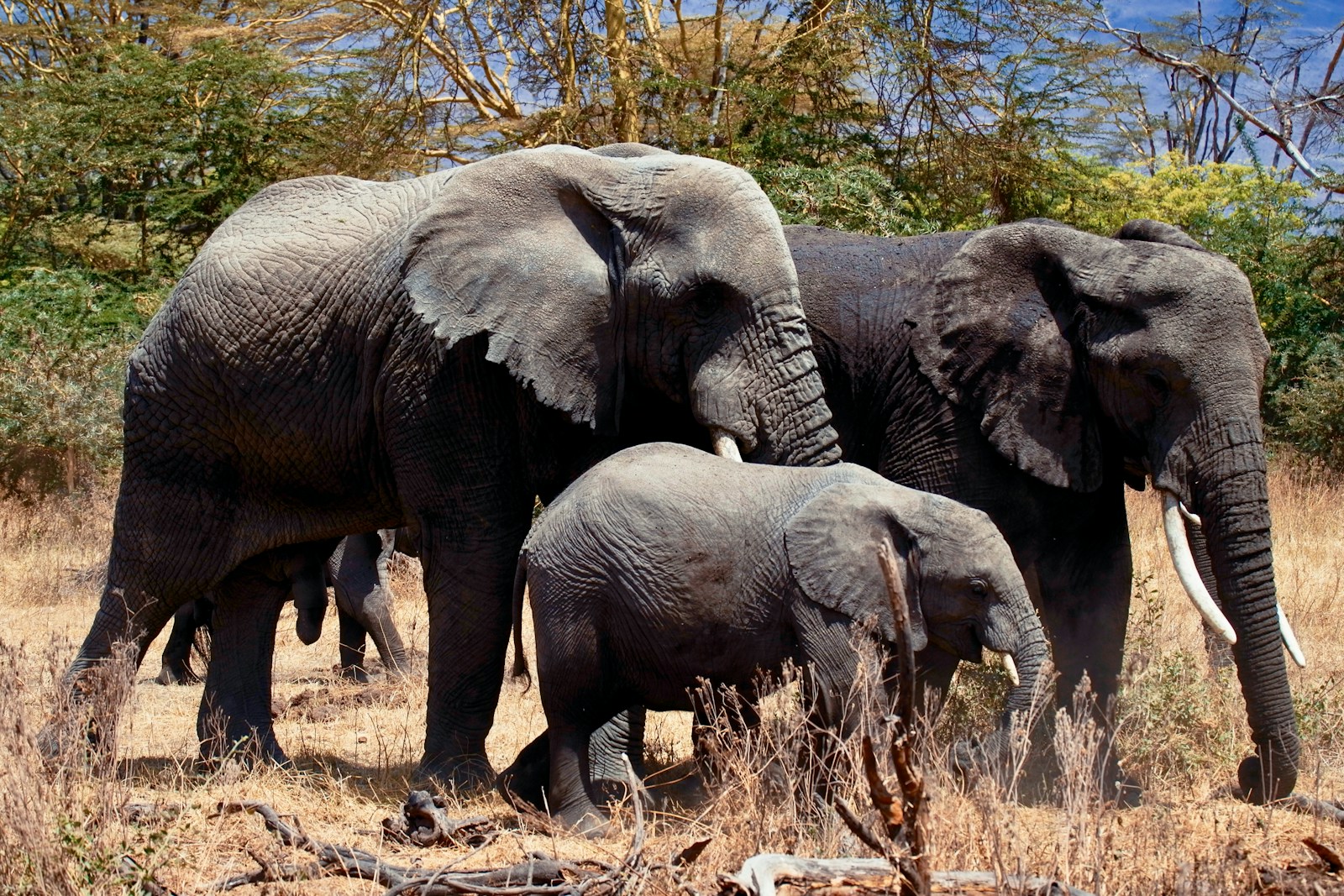 Photo by ray rui three gray elephants on ground during daytime