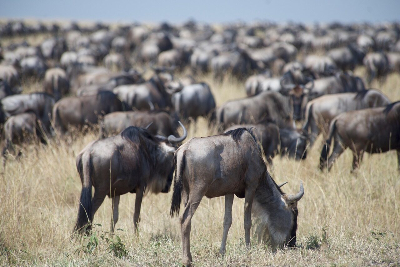 Photo by 7523944 wildebeest, wildlife, migration, animals, nature, kenya, africa, safari, ungulate, antelope, gnu, savanna, grass, maasai mara, wildebeest, wildebeest, gnu, maasai mara, maasai mara, maasai mara, maasai mara, maasai mara