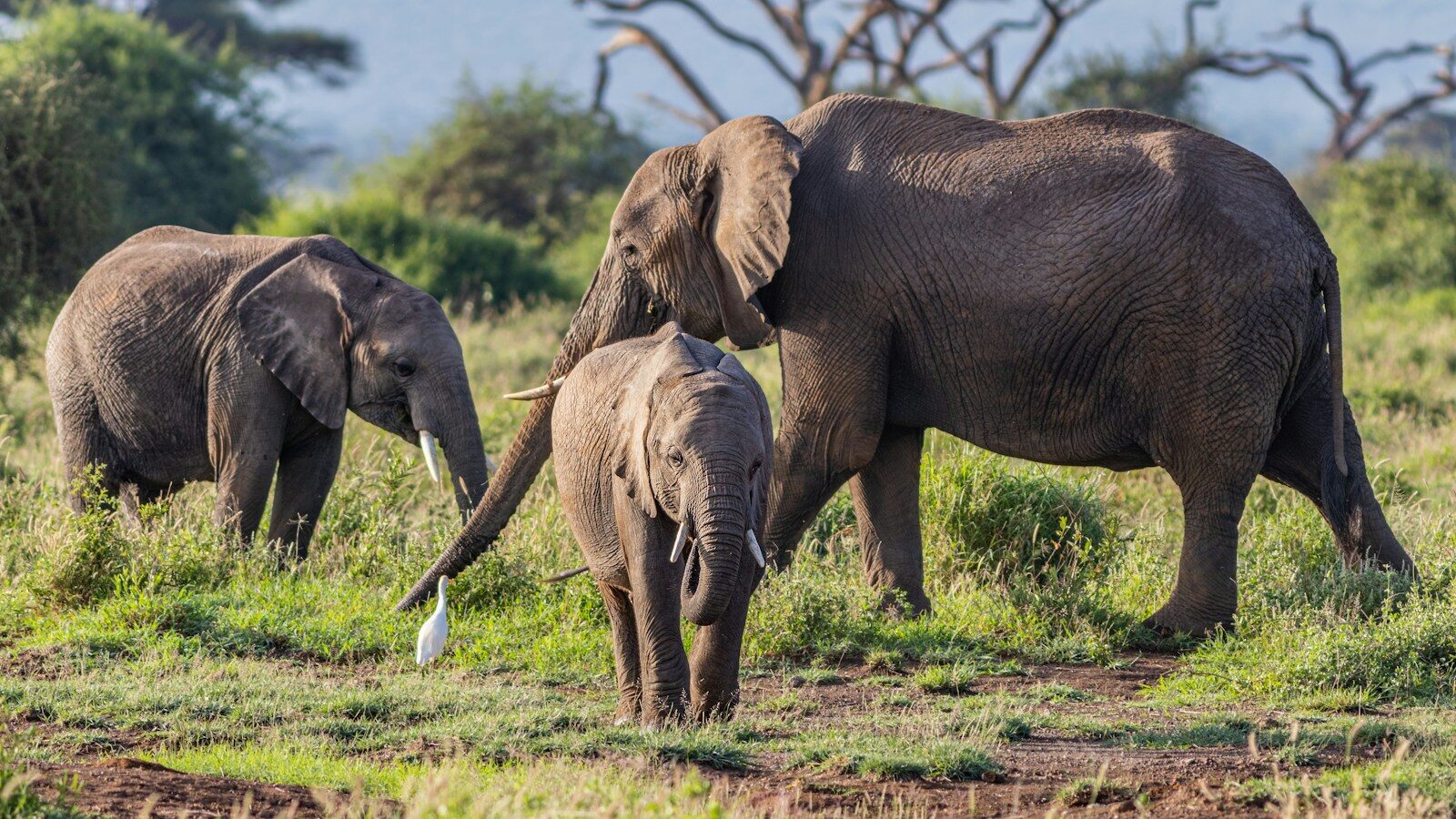 Photo by Neil and Zulma Scott brown elephant on green grass field during daytime